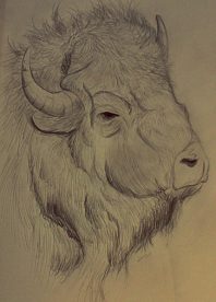 "Bisonte", lápiz sobre papel, 2015